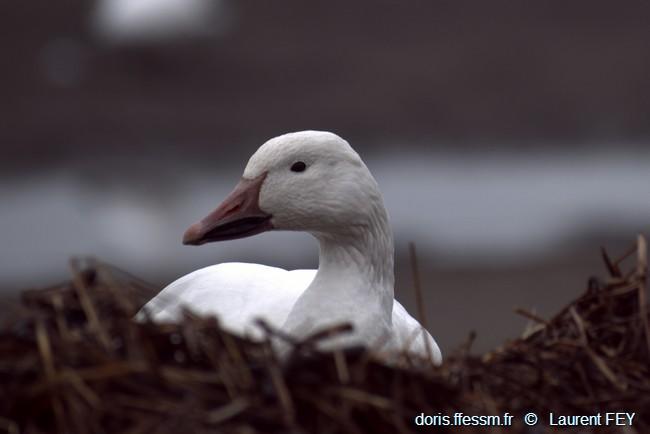 anser_caerulescens-kf0020