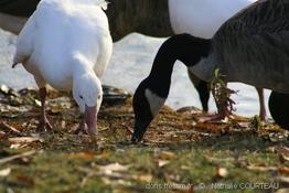 anser_caerulescens_NC01