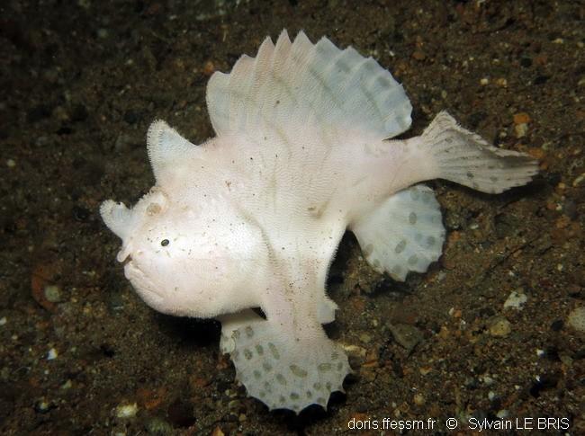 antennarius_striatus-slb102
