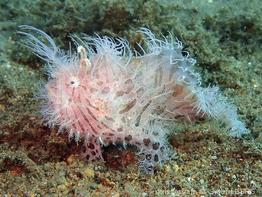 antennarius_striatus-slb2