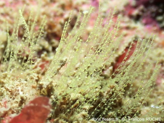 Antennella_secundaria-frro60337