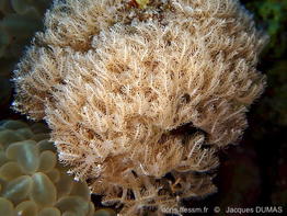 Anthelia_glauca-jadu559