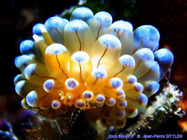 Antiopella_cristata-aps001