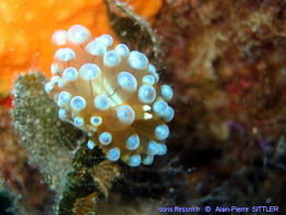 Antiopella_cristata-aps002
