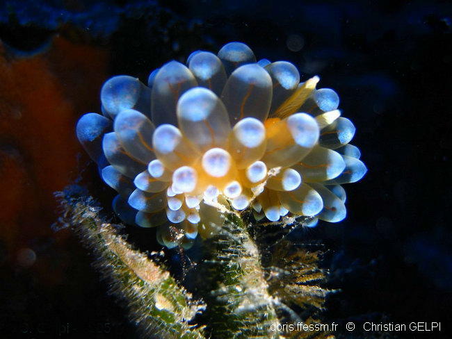 Antiopella_cristata-chge252
