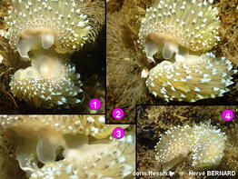 Antiopella_cristata-hebe2024