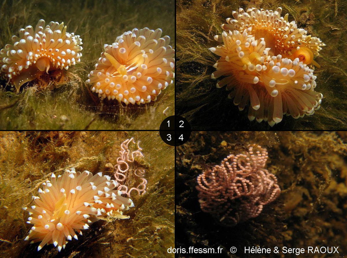 Antiopella_cristata-hesera2016