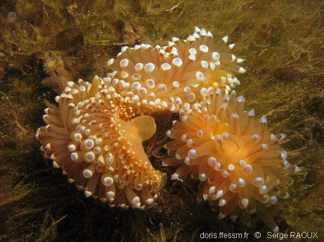 Antiopella_cristata-sera11934
