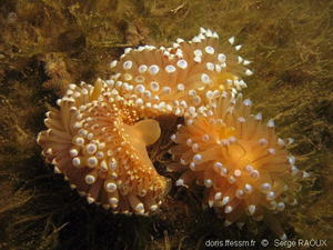 Antiopella_cristata-sera11934