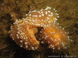 Antiopella_cristata-sera11934