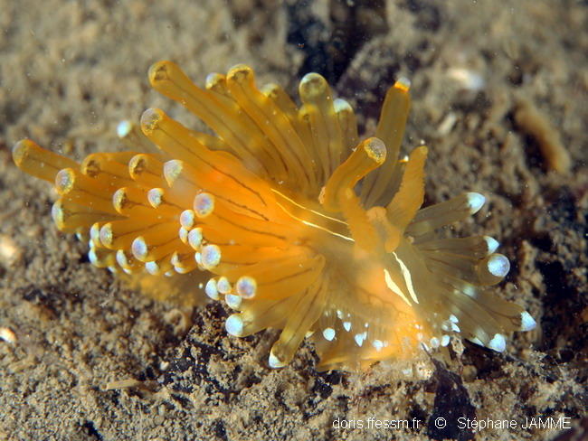 Antiopella_cristata-stja201606