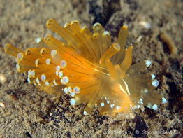 Antiopella_cristata-stja201606
