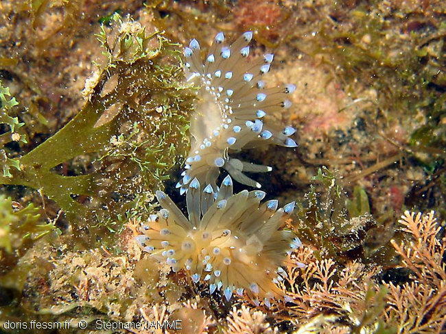 Antiopella_cristata-stja666