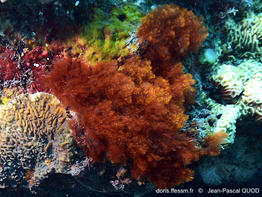 Antithamnionella-spirographidis-jpq1