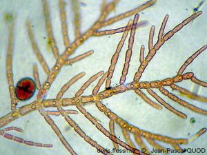 Antithamnionella-spirographidis-jpq2