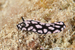 phyllidiella_pustulosa-vl4