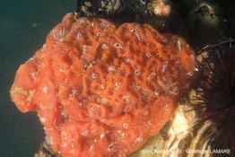 Aplidium_aff._nordmanni-vela4659