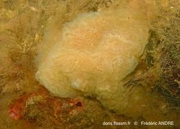 aplidium_cf_glabrum-fran91b