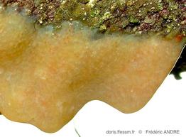 aplidium_glabrum-fran2b