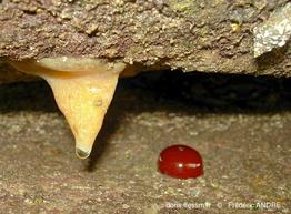 aplidium_glabrum-fran3
