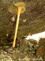 aplidium_glabrum-fran66