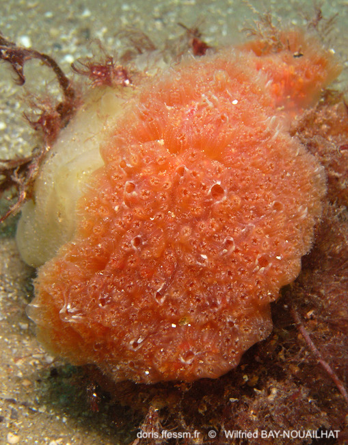 Aplidium de Nordmann (forme atlantique)