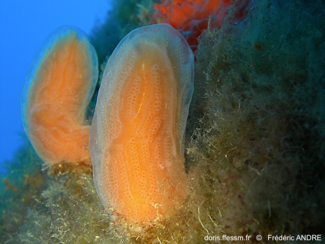 Aplidium de Tabarca