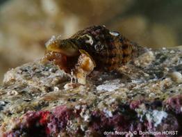 Aplus_atticae-050doho