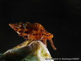 Aplus_coccineus-doho010