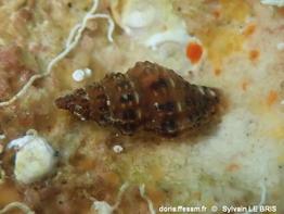 Aplus_coccineus-slb