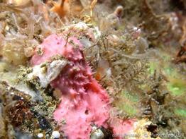 aplysilla_rosea-heli-img_302