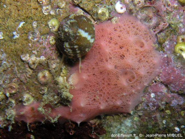 aplysilla_rosea-jpmi-img_13