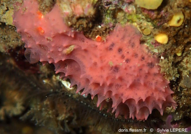 aplysilla_rosea-syle-img_33733