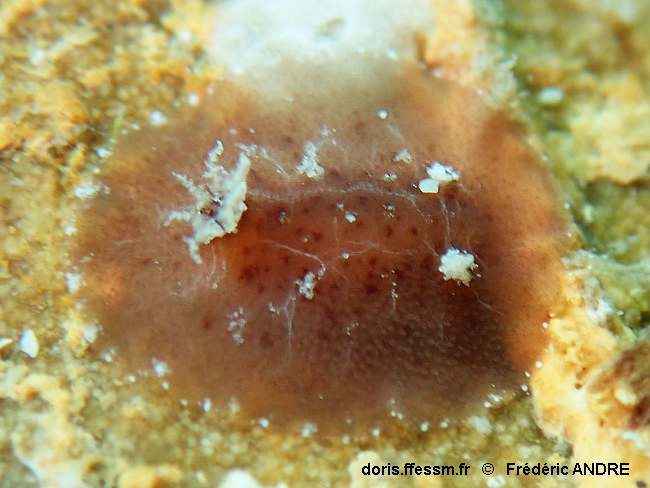 Doris millegrains
