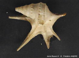 aporrhais_serresianus-fran137