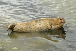 erignathus_barbatus_gs_00021