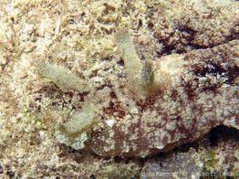 dolabella_auricularia-slb4