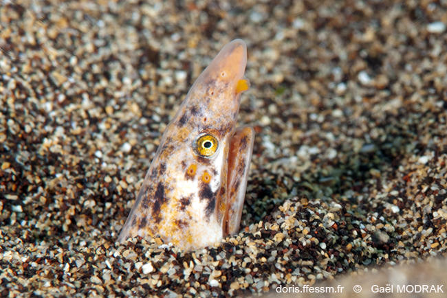 Apterichtus_anguiformis-gm1