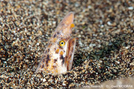 Apterichtus_anguiformis-gm1