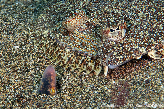 Apterichtus_anguiformis-gm2