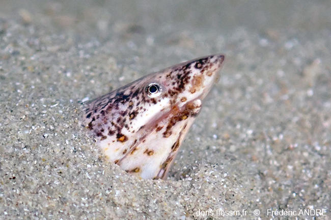 Apterichtus_caecus-fa2
