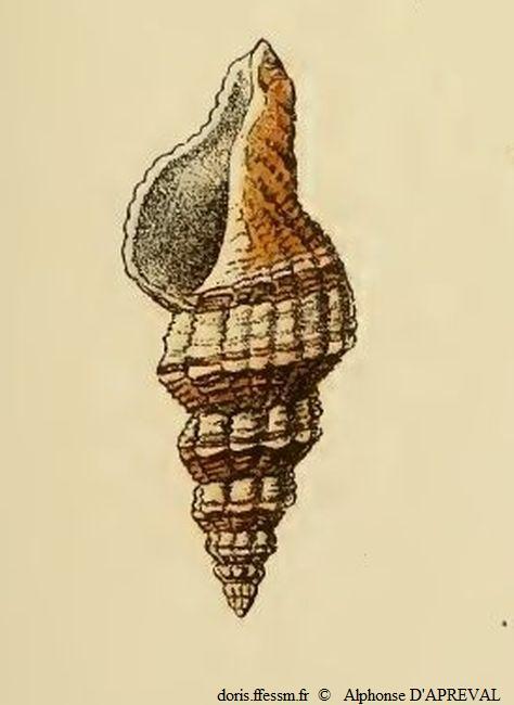 Aptyxis_syracusana_alap_01