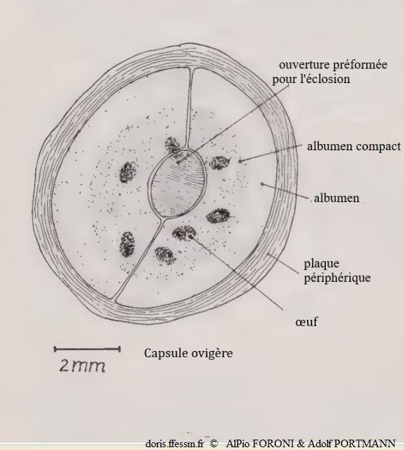 Aptyxis_syracusana_pfap_01