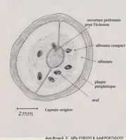 Aptyxis_syracusana_pfap_01
