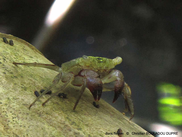 aratus_pisonii-cbd01