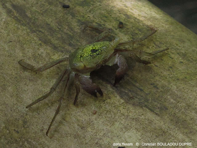 aratus_pisonii-cbd02