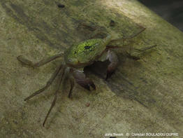 aratus_pisonii-cbd02