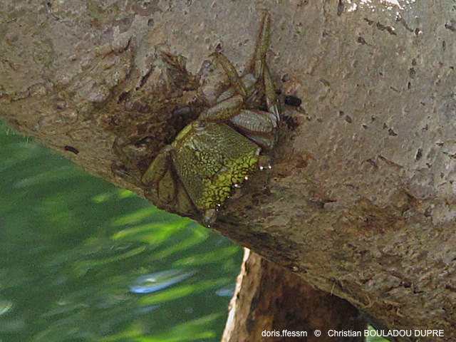 aratus_pisonii-cbd03