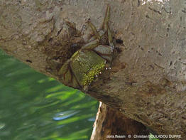 aratus_pisonii-cbd03