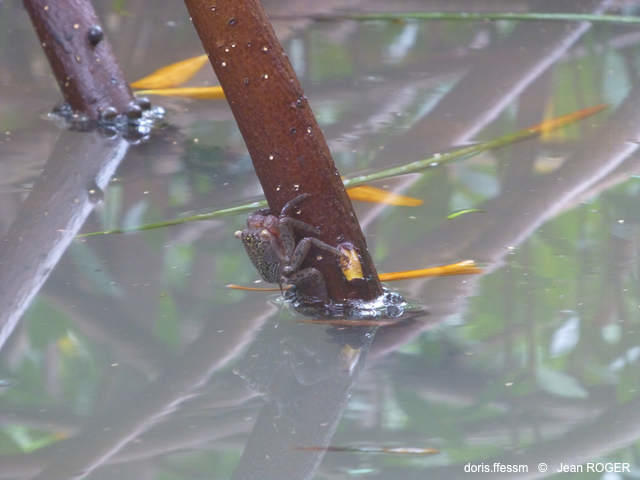 aratus_pisonii-cbd03